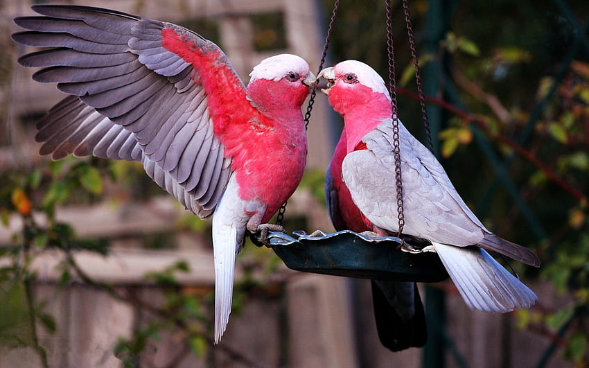 Lovebirds , Love Birds HD wallpaper