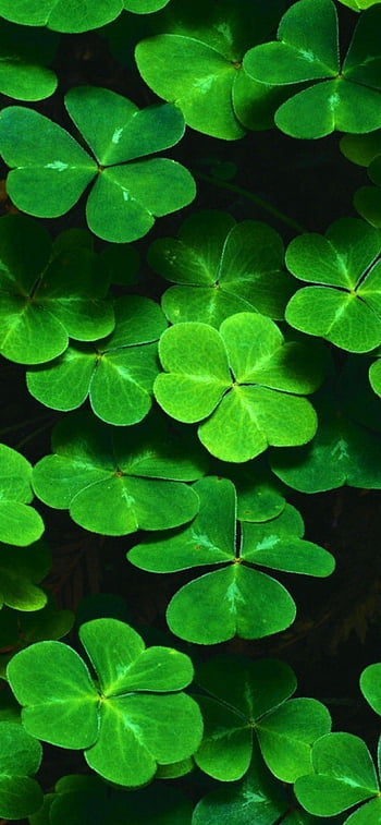 Shamrock: Đắm mình trong vẻ đẹp nguyên sơ của Shamrock trong hình ảnh để cảm nhận sự bình yên và sự rộng lượng của thiên nhiên.