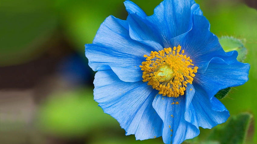 Hermosa Flor Azul 14086 px, Hermosas Flores Azules fondo de pantalla |  Pxfuel