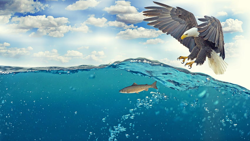 Águia pegando peixe debaixo d'água, águia astronauta papel de parede HD