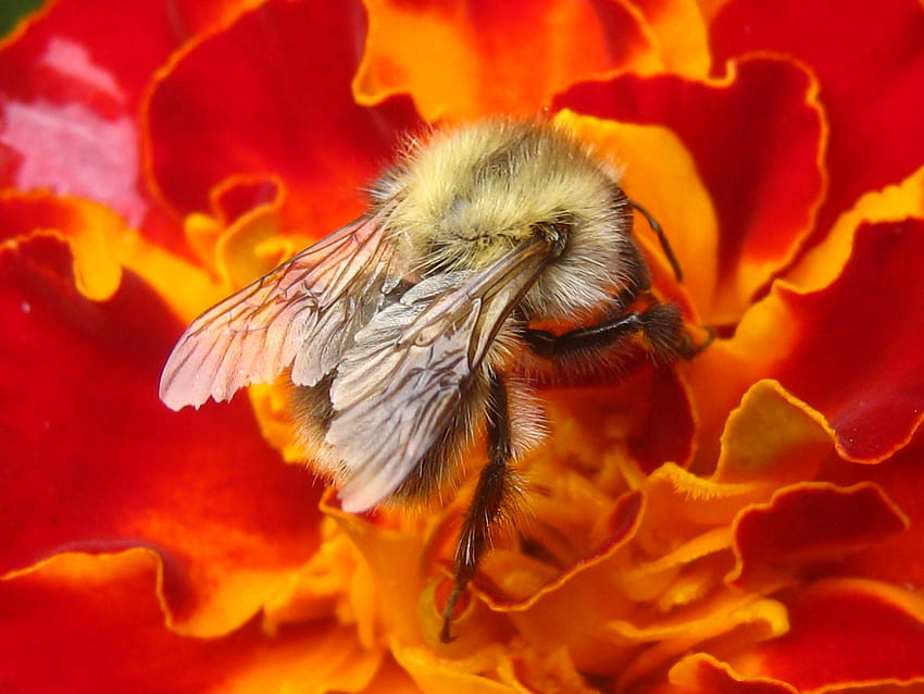 Цвете, макро, насекомо, пчела, опрашване, нектар HD тапет