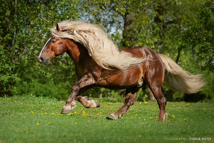 Шварцвалдски кон, коне, кестен, теглещ кон, черна гора, немски, тъмен кестен HD тапет