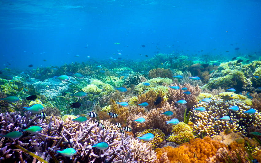Под вода, риби, коралови рифове, океан HD тапет