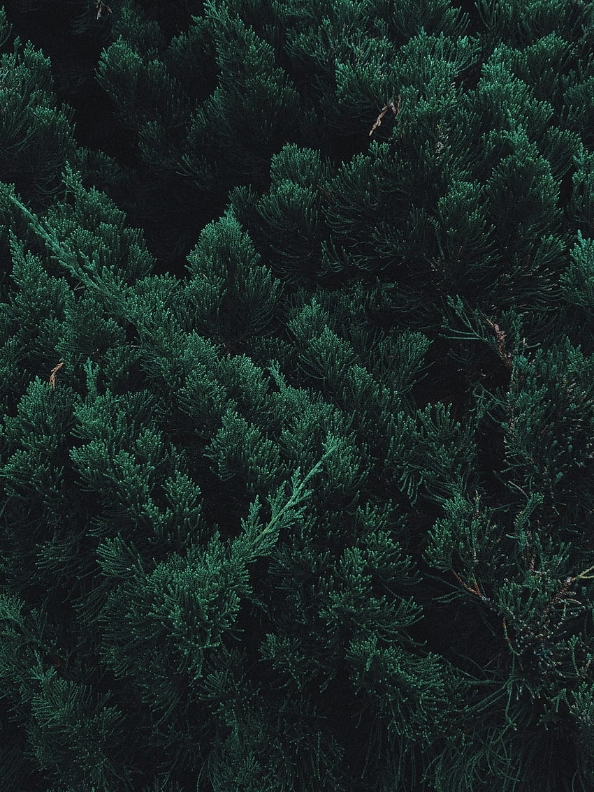 Kiefer, Baum, Blatt, Zweige, grün HD-Handy-Hintergrundbild