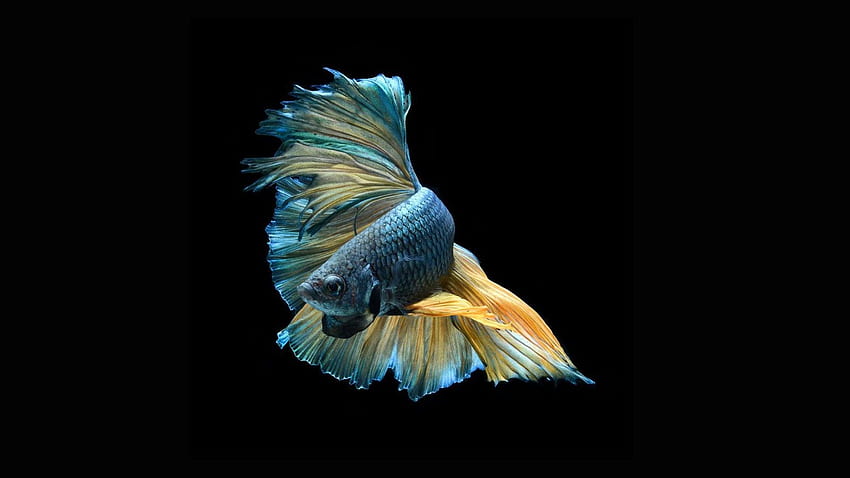 Flying fish, flight, black background Full HD wallpaper