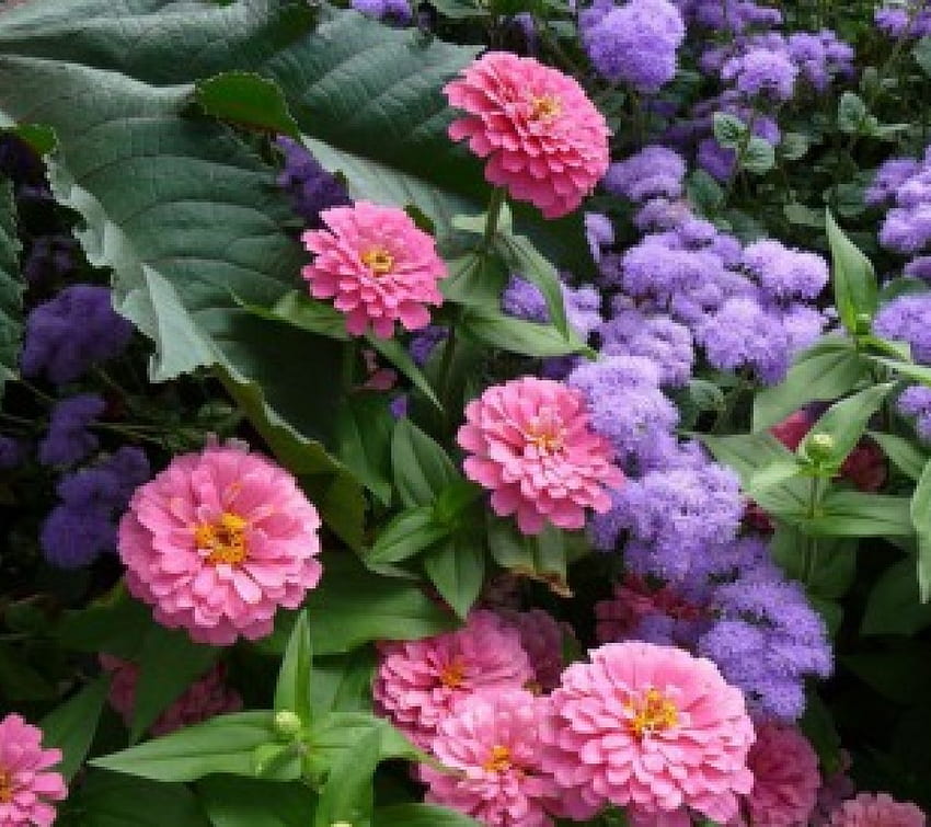 Pink and Purple Flowers, ageratum, purple, pink, leaves, zinnias, green, nature, flowers HD wallpaper