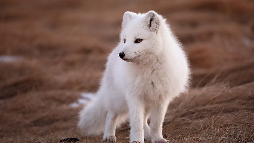 White Arctic Fox Is Standing On Sand In Blur Background Fox HD wallpaper