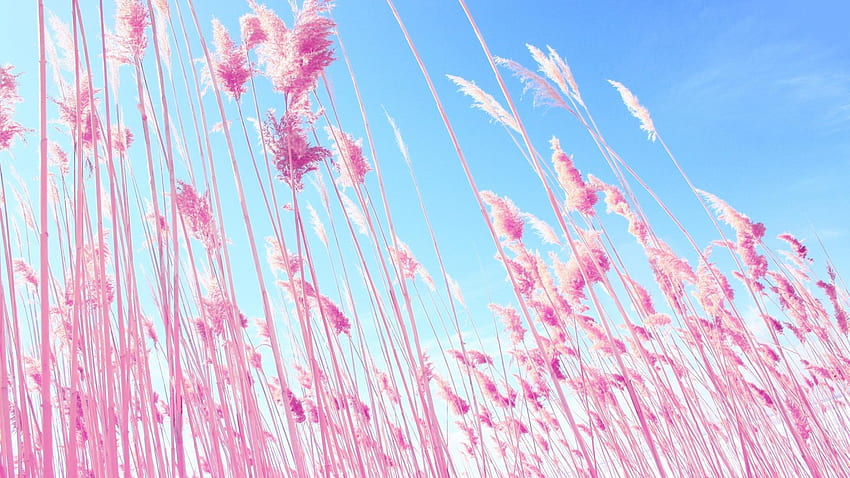 Nature Beach Pink Grass Skyscapes Tiro de ángulo bajo fondo de pantalla