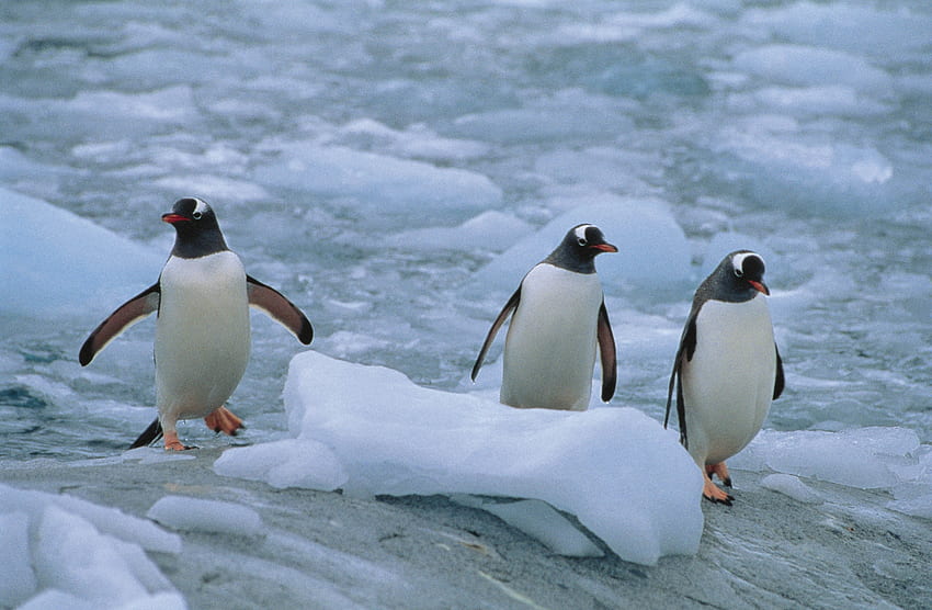 Animals, Pinguins, Three, Linux, North HD wallpaper