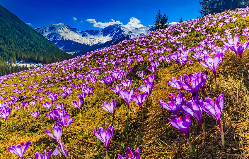 Crochi primaverili in uno scenario di montagna, montuoso, paesaggio, crochi, primavera Sfondo HD