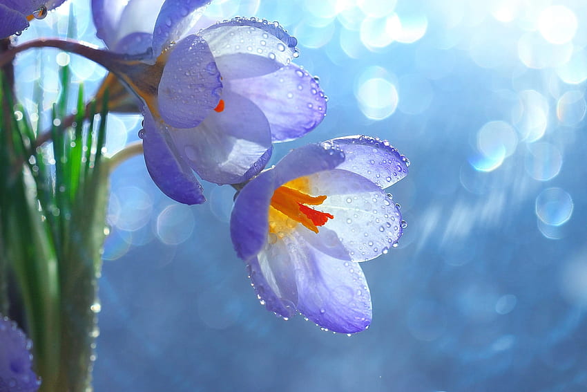 flores de primavera, mojado, delicado, gotas, hermoso, flores, primavera, azafranes, bokeh fondo de pantalla