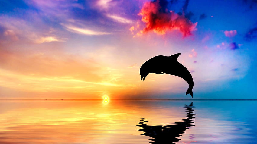 Delfín saltando fuera del agua Vista de la puesta de sol, agua hermosa fondo de pantalla