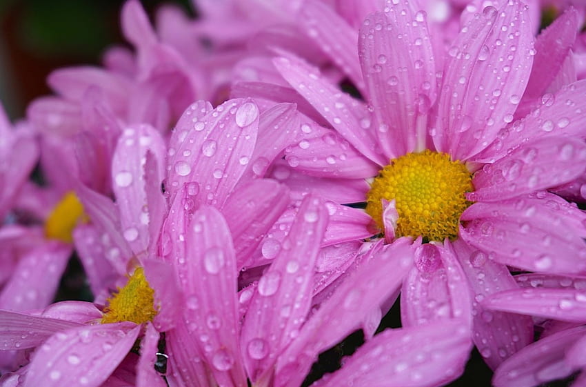 Pink flowers, pink, wet, skin, daisy, yellow, flower, water drops, dew HD wallpaper
