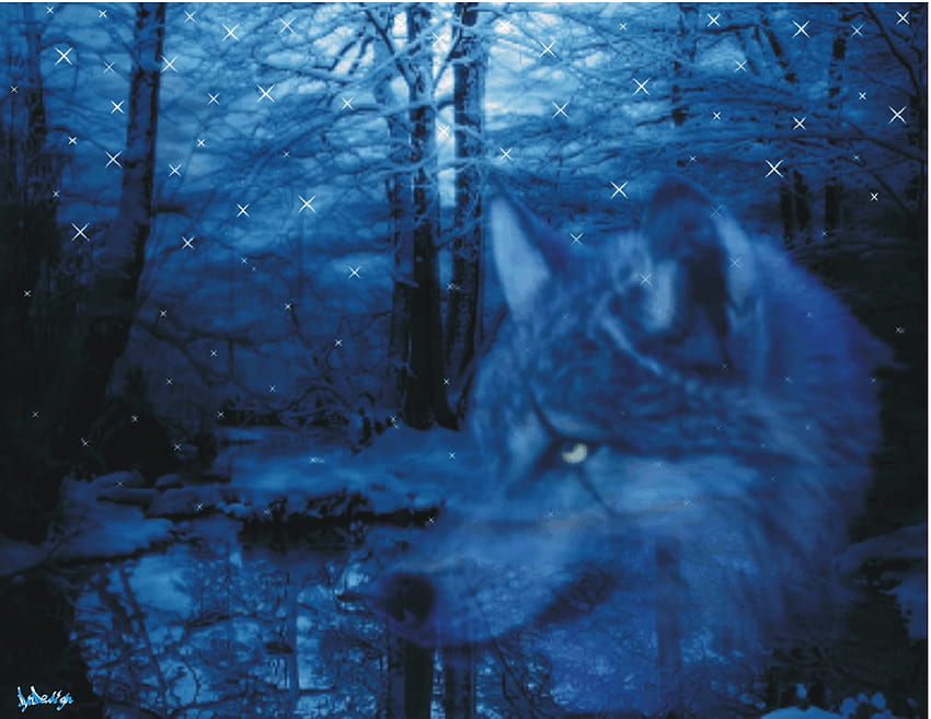 Loup bleu, blue wolf HD wallpaper