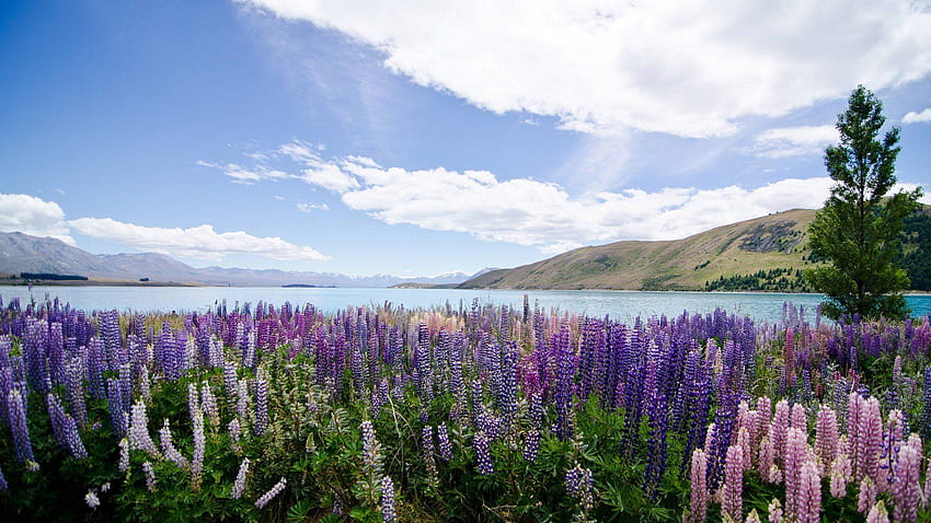 With Flowers Lupins Lake Tekapo New Zealand - HD wallpaper | Pxfuel