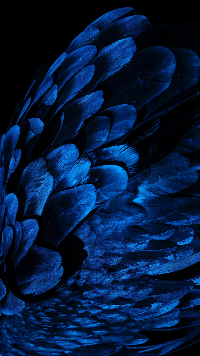 Piume, ala di uccello, piume blu, da vicino Sfondo del telefono HD