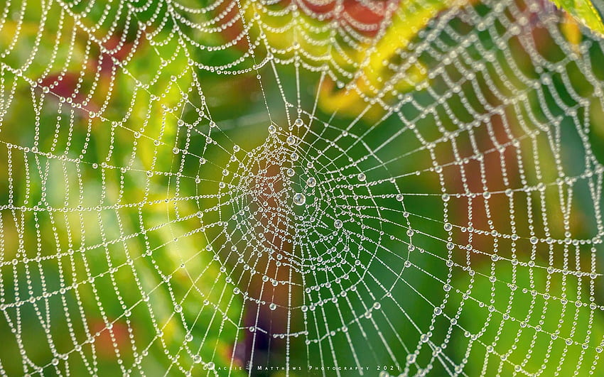 Spider Web with Dewdrops, drops, cobweb, spider web, macro HD wallpaper