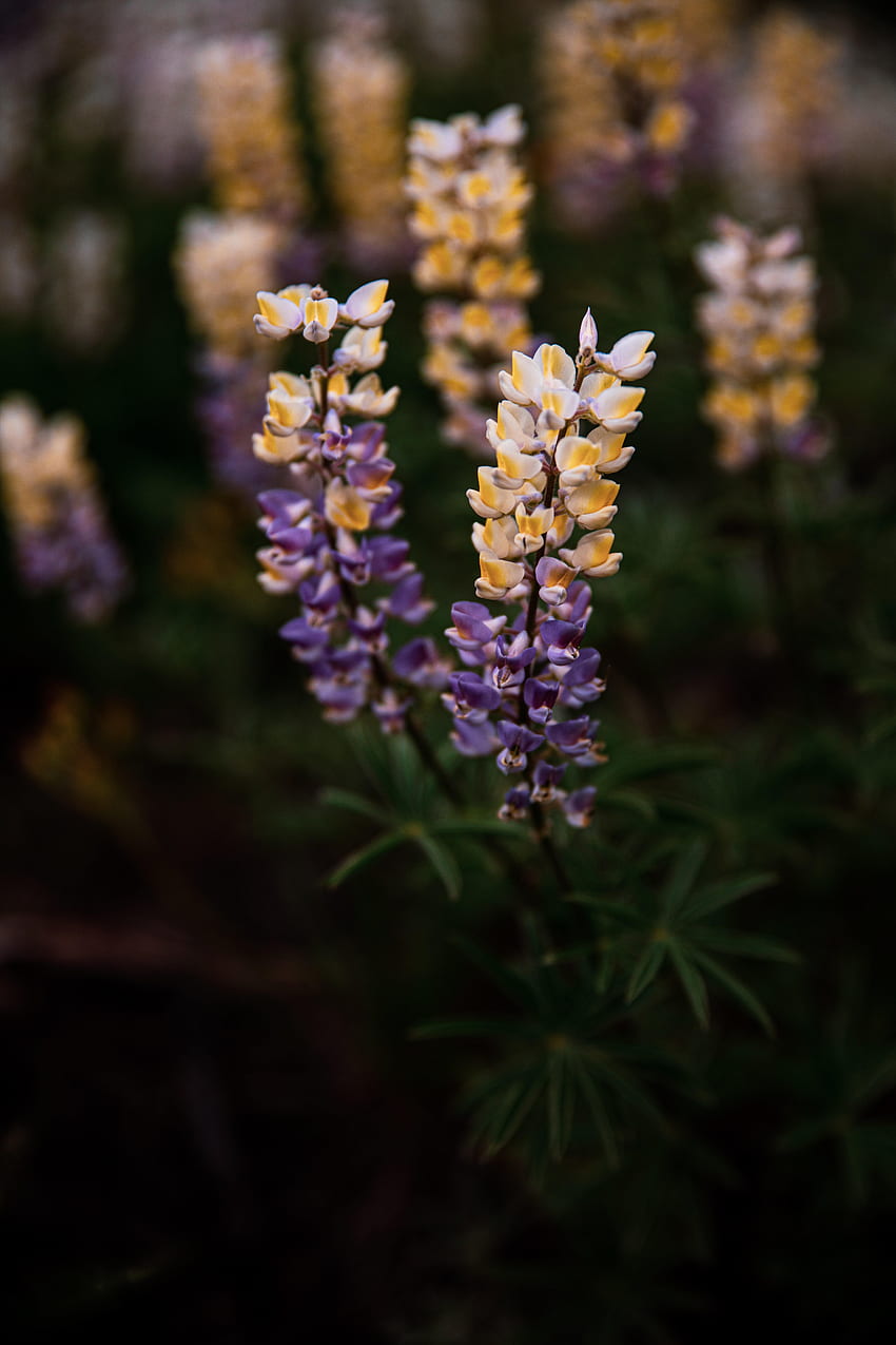 Flowers, Plant, Bloom, Flowering, Inflorescences, Inflorescence, Lupine HD phone wallpaper