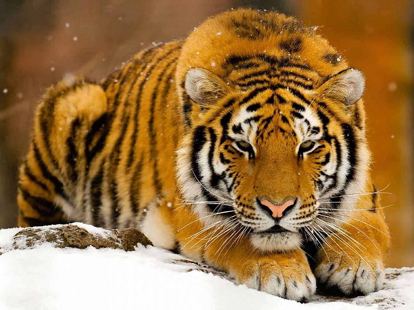 Setelah terbit, musim dingin, kucing liar, kucing, , lucu, dingin, liar, kucing besar, predator, wildlige, binatang, salju, alam, , harimau, es Wallpaper HD
