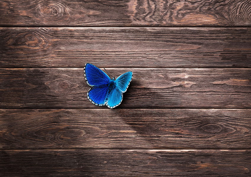 Wooden Background with blue Butterfly ·, Electric Butterfly HD wallpaper