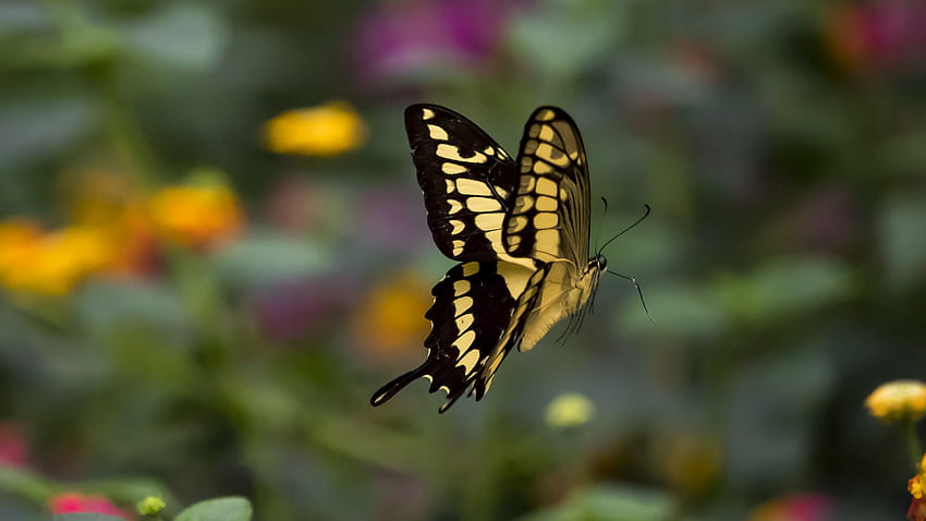 Yellow Black Lines Design Butterfly Is Hovering In Blur Background Butterfly HD wallpaper