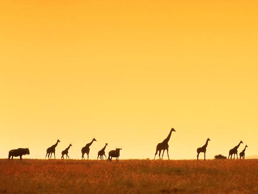 Sunset Girrafes, africa, giraffe herd, plains, sunset HD wallpaper