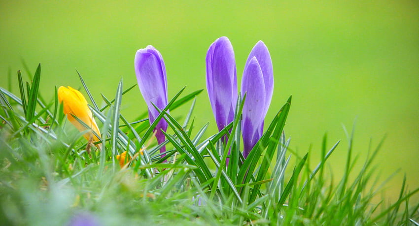 Krokusse, Lila, Rosa, Krokus, Gelb, Blume, Grün, Frühling HD-Hintergrundbild