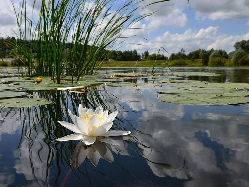 Fleur: Eau White Swamp Big Beauty Flowers 16: 9 High Fond d'écran HD