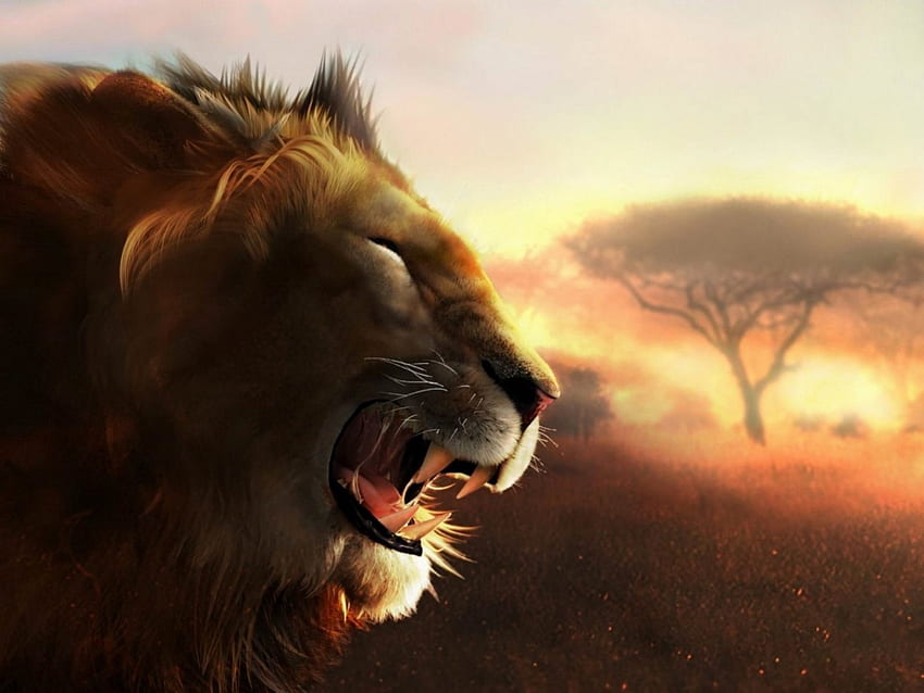 Singa, afrika, kucing besar, cantik, kepala, liar, matahari, matahari terbenam, gelap Wallpaper HD