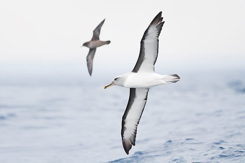 albatros, ave marina, pájaro, pájaros / y móvil fondo de pantalla