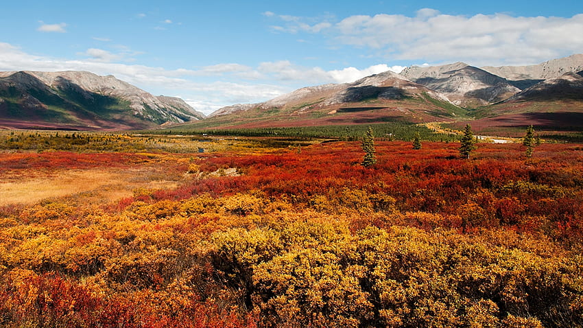 Alaska USA Denali National Park Nature Autumn HD wallpaper