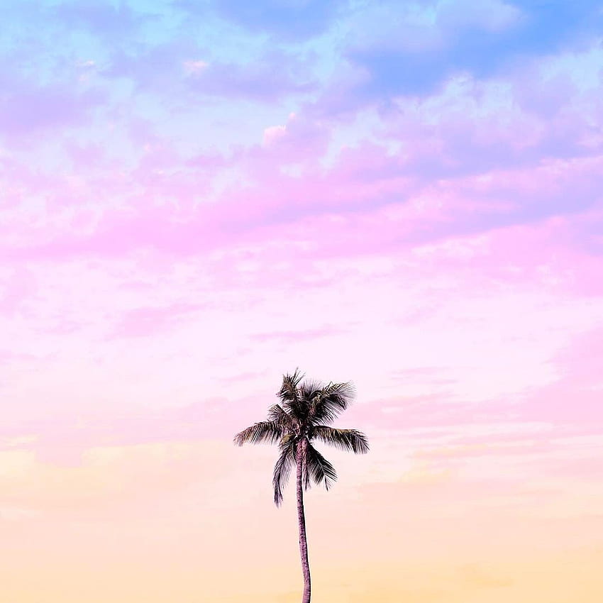 Grab this on my story to support this lonely palm tree. Pastel color , Tree iphone, Pastel iphone HD phone wallpaper