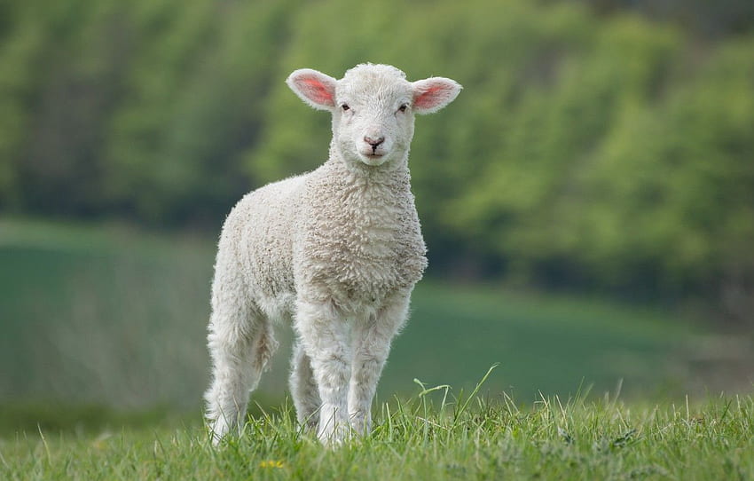 поле, бяло, трева, природа, зелено, фон, бебе, агнешко, овца, овца, агнешко за , раздел животные HD тапет