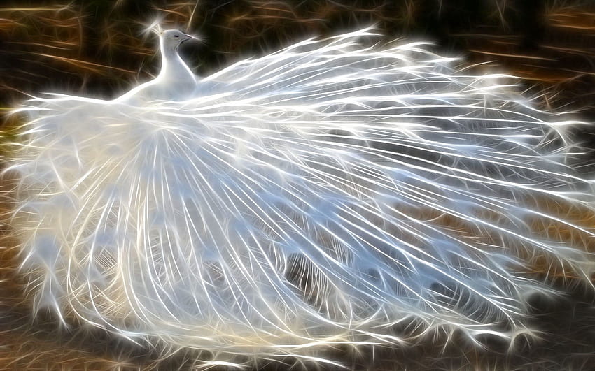 Abstract, Feather, Shine, Light, Bird, Peacock HD wallpaper