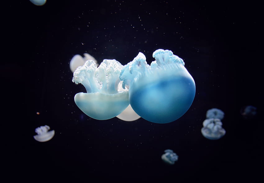 animales, medusas, primer plano, mundo submarino, nadar, nadar fondo de pantalla