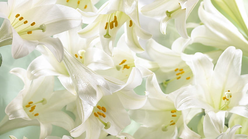Gigli di Pasqua Gigli di Pasqua - Priorità bassa del fiore del giglio di Pasqua - & fondo, fiori dei gigli Sfondo HD