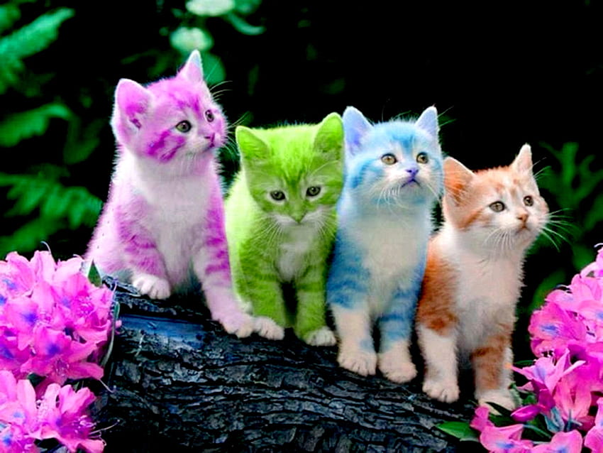 Kittens, Newborn Kitten HD wallpaper