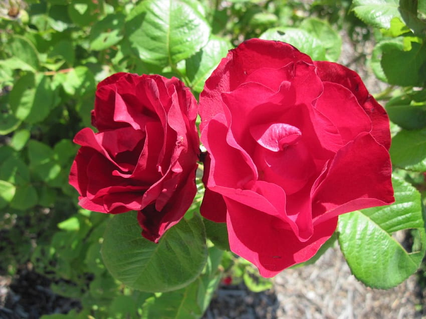 Един ден на Acres 24 с диви рози на Алберта, цветя, рози, зелени, червени HD тапет