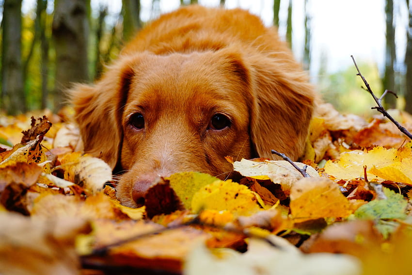 dog, puppy, forest, Public domain , tree, orange, retriever, pet, fall, furry, cute, autumn, leafe, leaves. Cool HD wallpaper