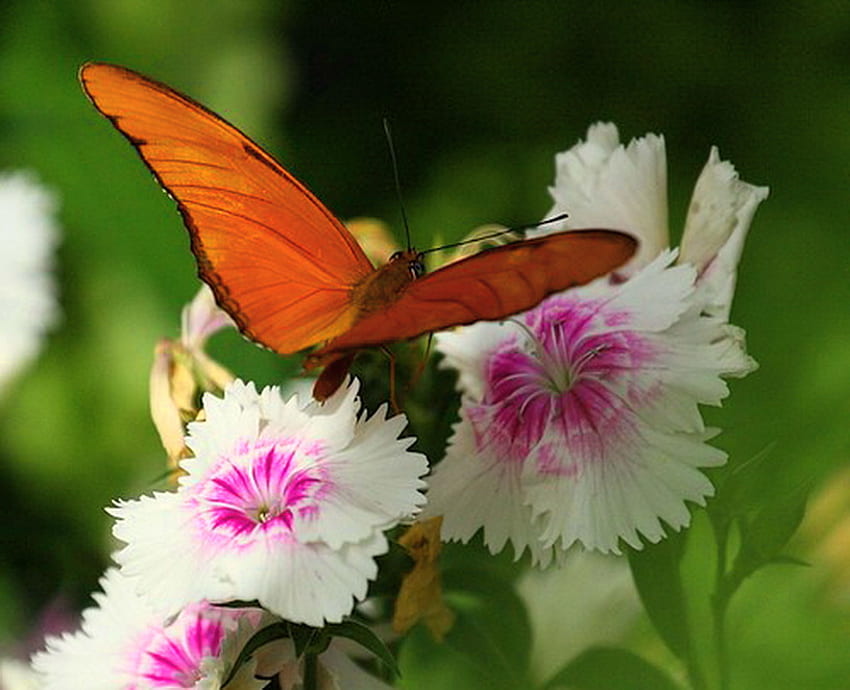 Orange beauty, orange and black, butterfly, pink and white, green, flowers HD wallpaper