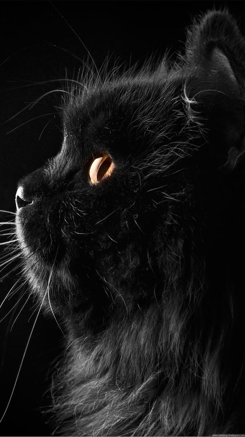 Cute Black Cat Background, Kawaii Black Cat HD phone wallpaper