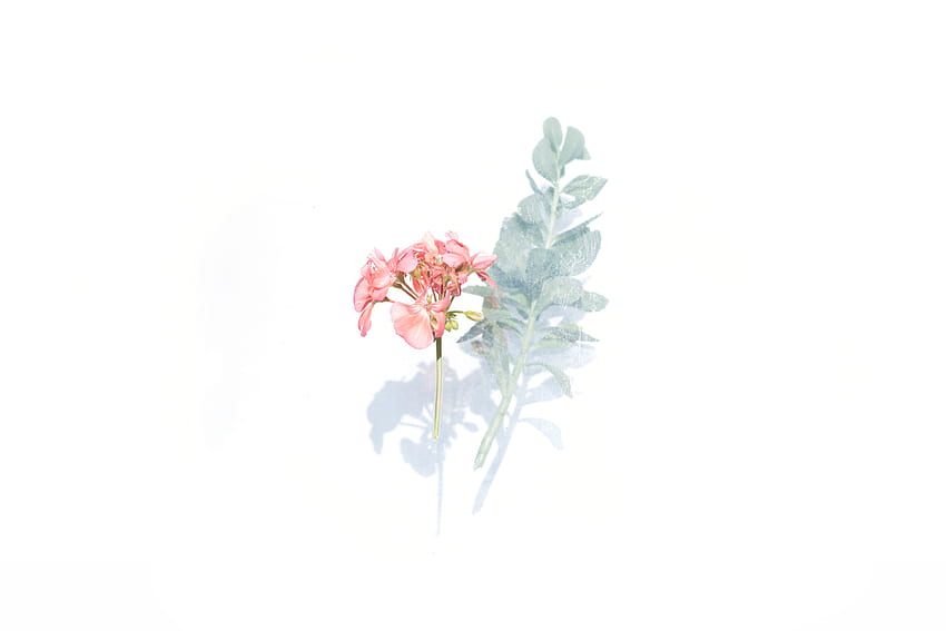 neutral , Background, Neutral Floral HD wallpaper