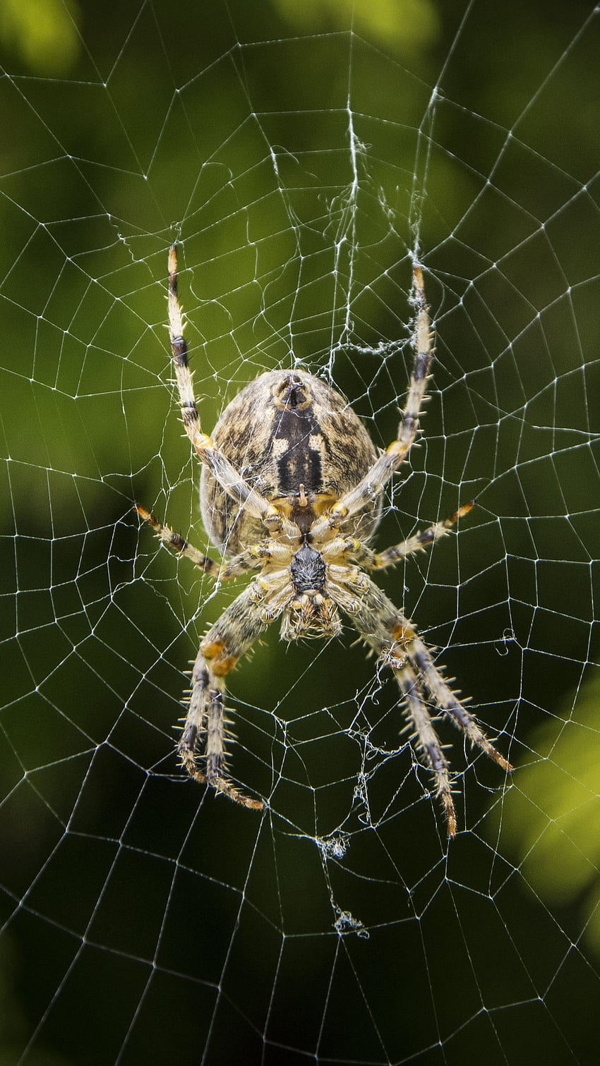 araneus diadematus, spider, web HD phone wallpaper