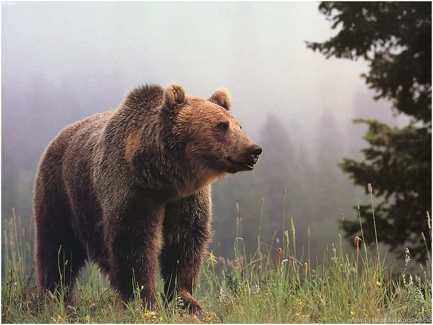 Meilleure résolution d'ours grizzly Fond d'écran HD