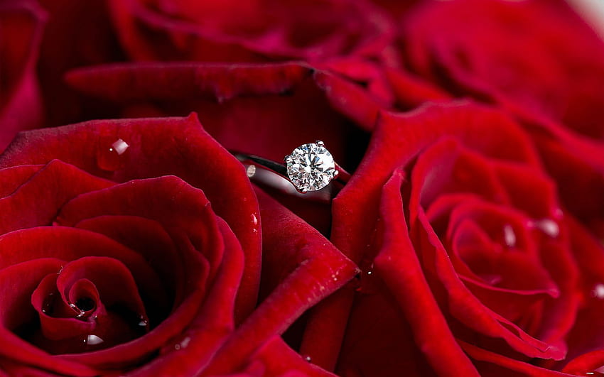 Diamond ring red roses, Engagement Ring HD wallpaper