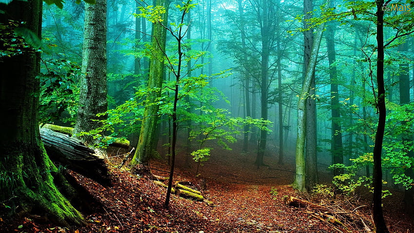 Papel de Parede Floresta com Nevoeiro - papel de Tapeta HD