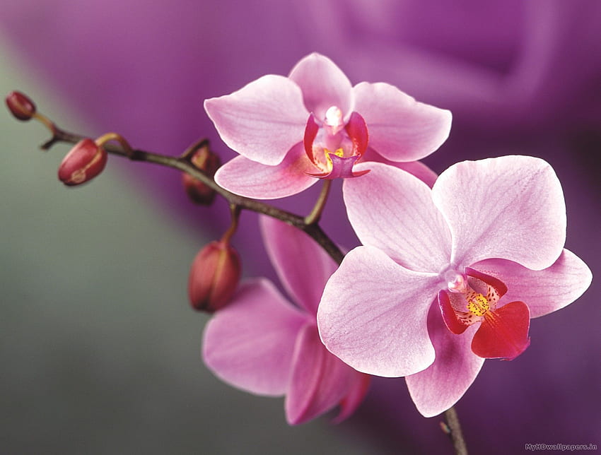 For > Pink Orchid . Orchid flower, Orchid , Flower HD wallpaper