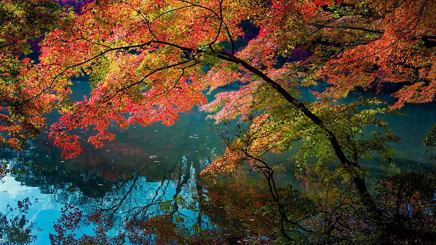 秋の川の反射、木々、秋、川、反射 高画質の壁紙