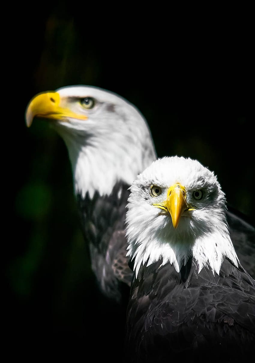 : Flacher Fokus von zwei weißen und schwarzen Glatzen, Adler schwarz und weiß HD-Handy-Hintergrundbild
