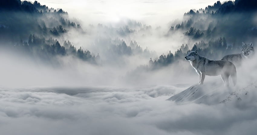 Zwierzęta, wilki, góry, śnieg, drapieżniki, mgła, wilk Tapeta HD